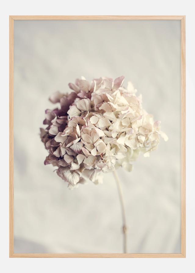 Dried Hydrangea Įrašai