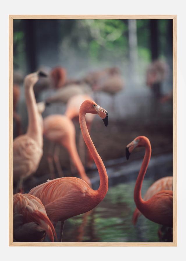 Flamingo Įrašai