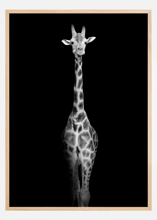 Stunning giraffe Įrašai