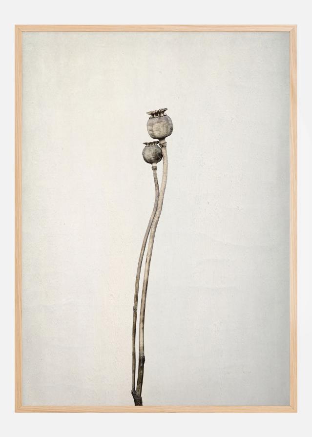 Two Old Poppies Įrašai