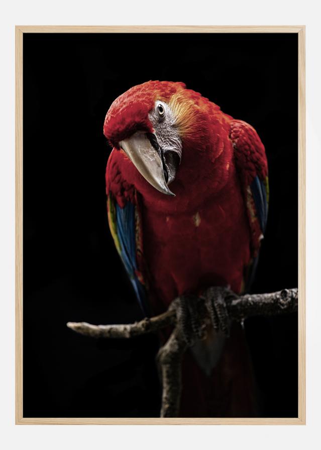 Portrait of Scarlet Macaw Įrašai