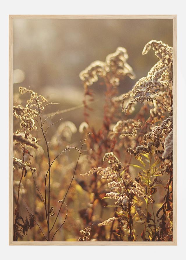 Summer Evening Įrašai