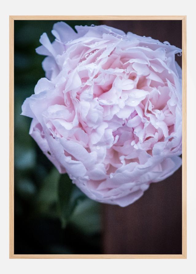Peony I Įrašai