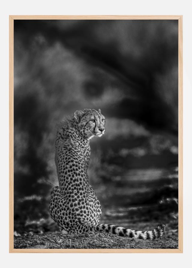 The look back Įrašai