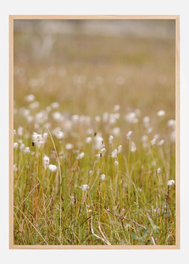 Summer Fileds Įrašai