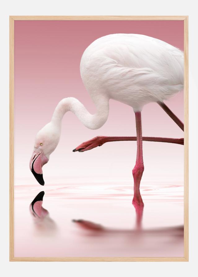 Flamingo Įrašai