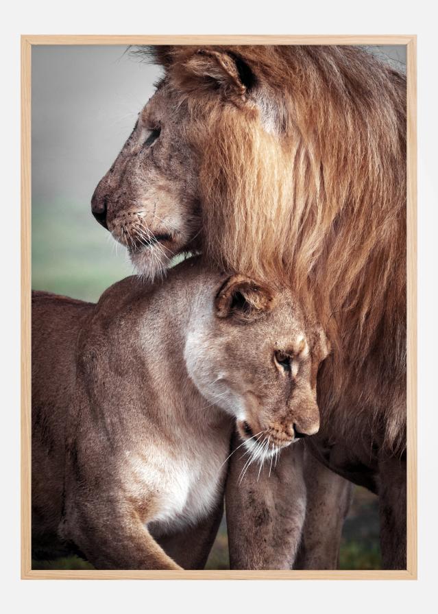 Wild Lion Love Įrašai