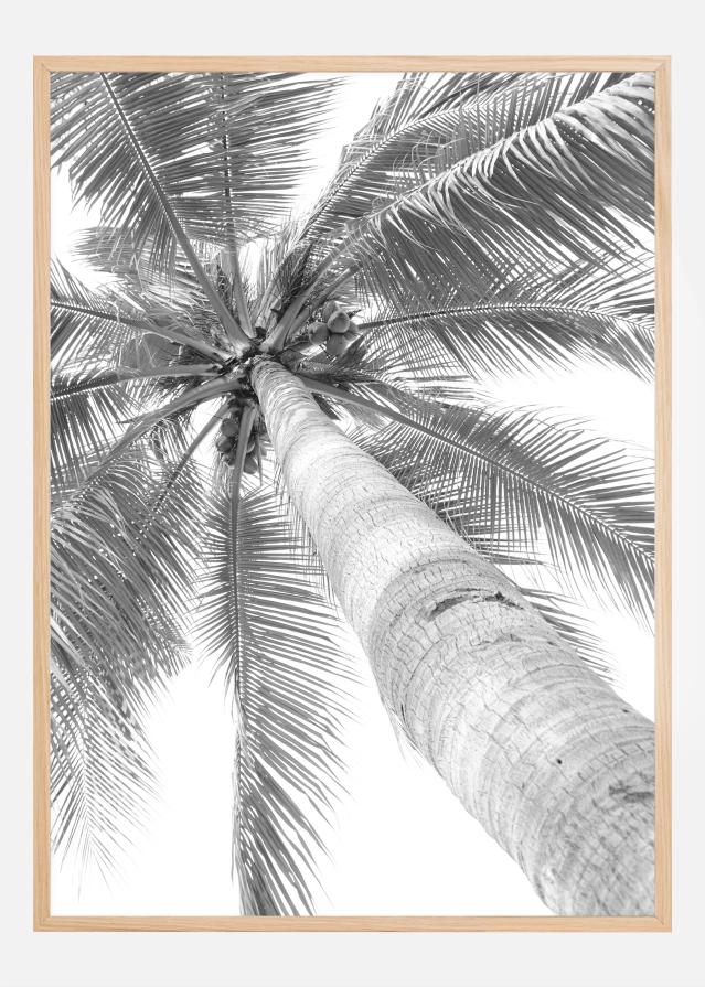 Black and white palmtree Įrašai