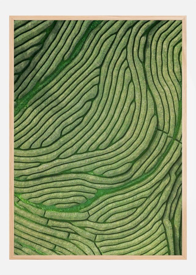 Green lines Įrašai