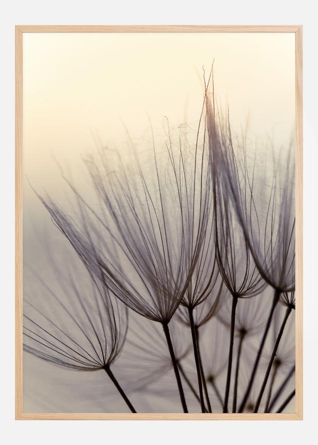 Dandelion children Įrašai