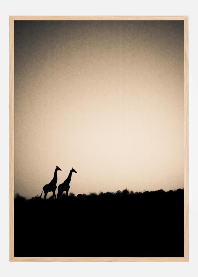 Giraffes Įrašai