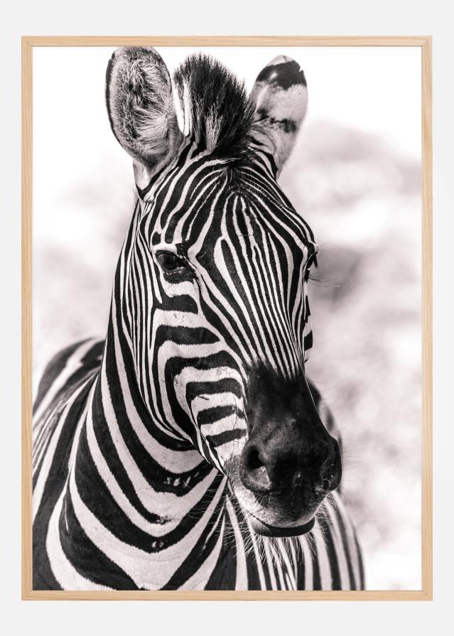 Zebra Įrašai