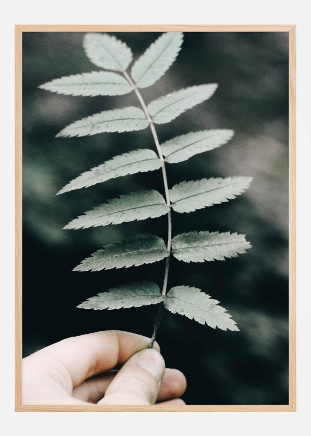 Mountain Ash Įrašai