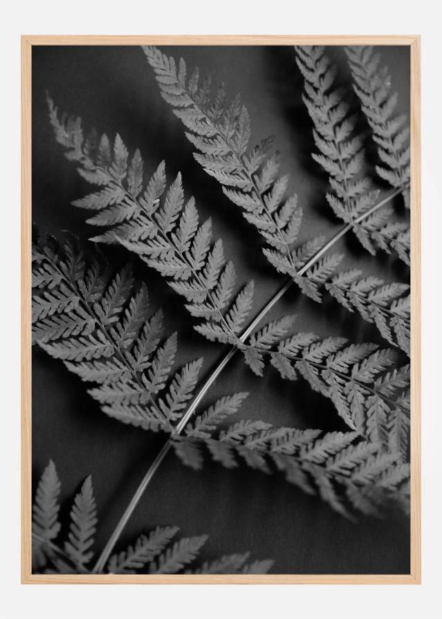 Black Fern Įrašai