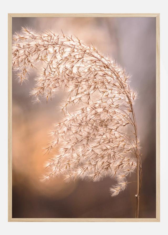 Sunny Field Įrašai