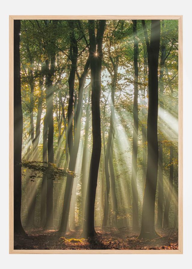 Sunny Start To The Day Įrašai