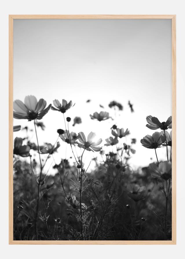 Black and white field with flowers Įrašai