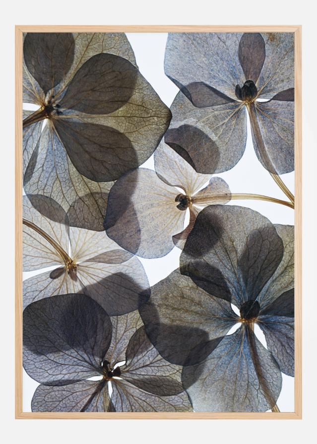 Botanical I Įrašai