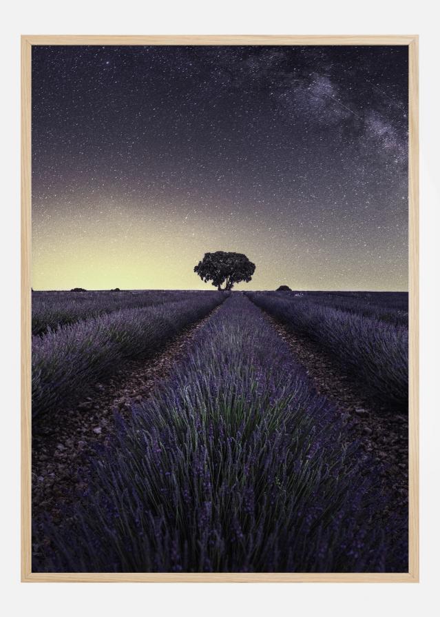 Lavender Fields Įrašai