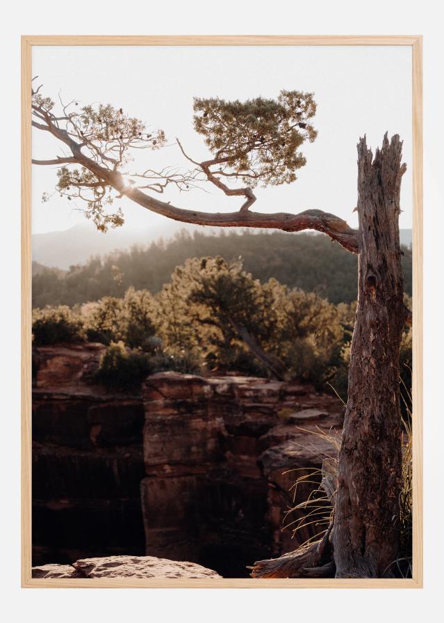 Broken Tree Įrašai