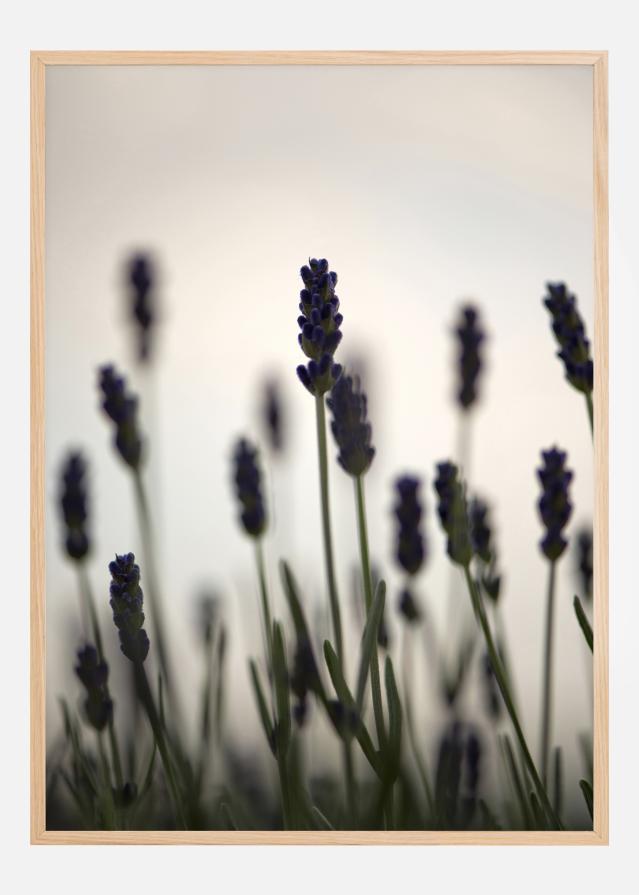 Swaying Fields Įrašai